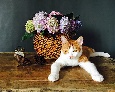 猫与花花与猫背景