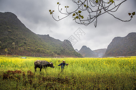 赶牛春耕背景