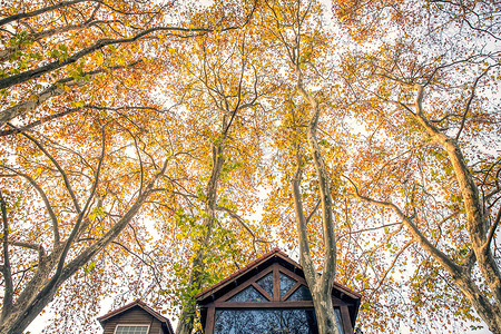 秋天的梧桐树高清图片