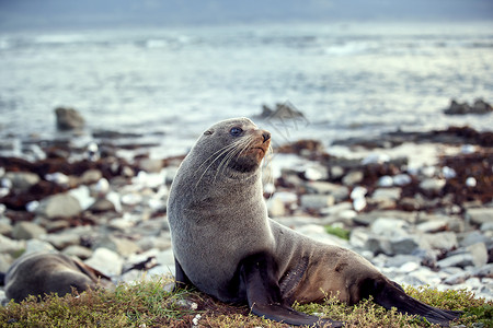 新西兰海獅年轻的动物小海狮高清图片