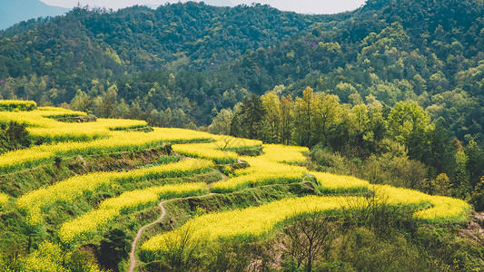 美景踏青图片油菜花背景