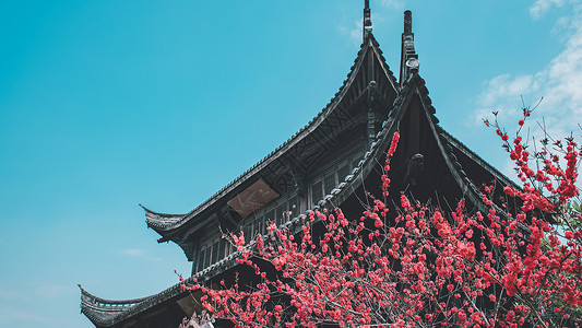 龙形飞檐桃花与寺庙背景