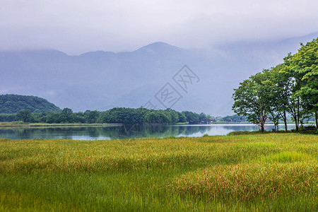 柳丝青青湖边青青草地背景