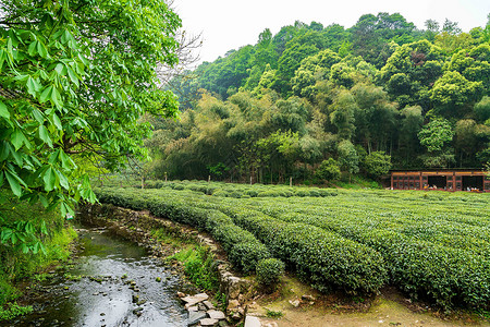 一条茶叶素材绿色茶山茶园背景