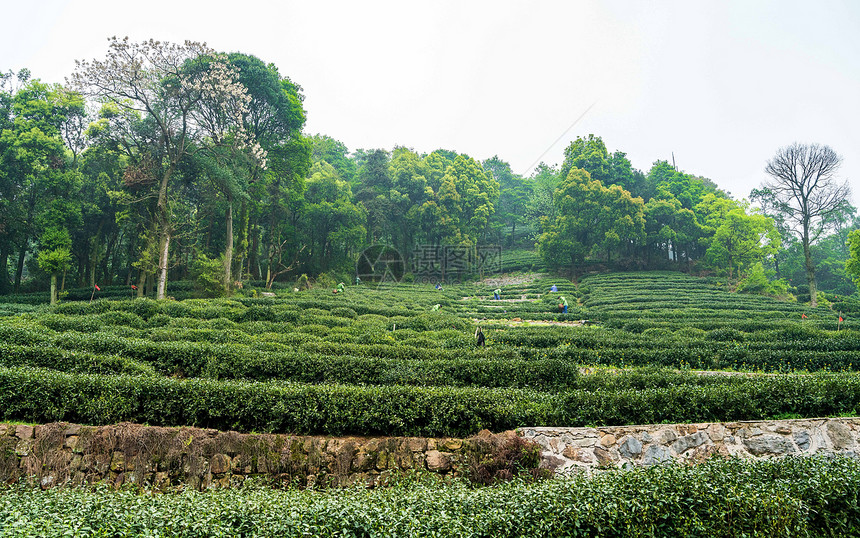 绿色茶山茶园图片