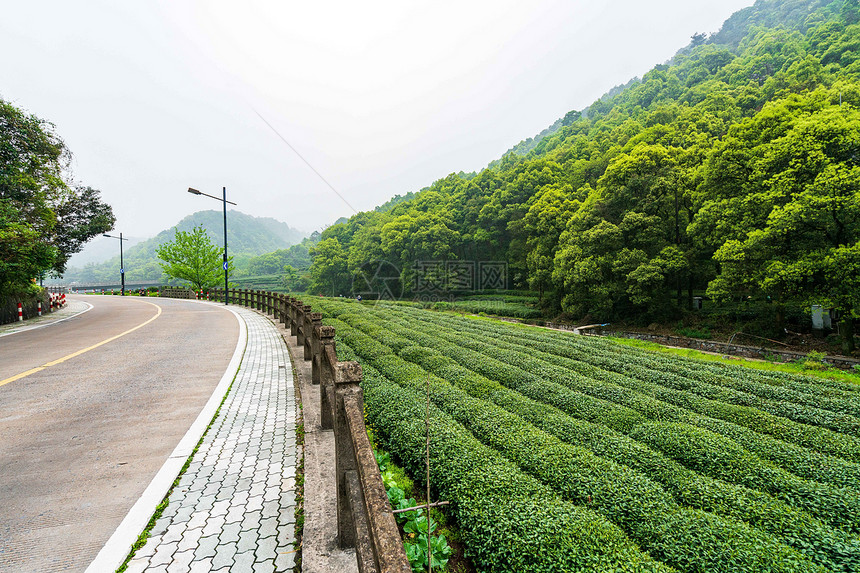 路边的茶园图片