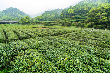 绿色茶山茶园背景图片