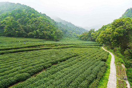 绿色茶山茶园图片