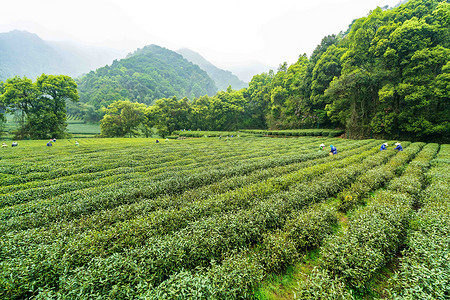 绿色茶山茶园背景图片