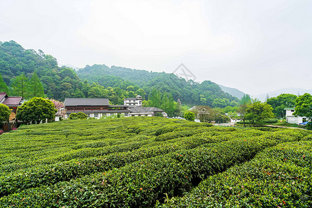 绿色茶山茶园图片