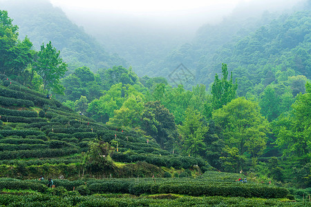 绿色茶山茶园背景图片