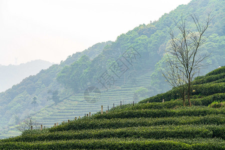 绿色茶山茶园背景图片