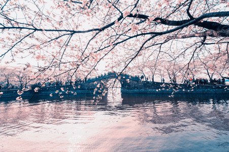 花开分割线无锡 鼋头渚樱花背景