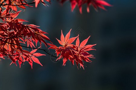 似火的红色枫叶背景图片