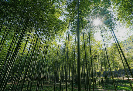 巨竹竹林背景