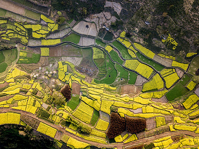 梯田山油菜花梯田背景