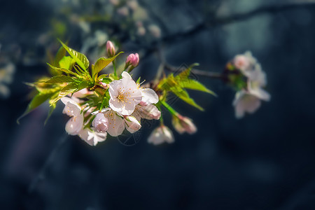 赏樱季节浪漫的粉色樱花背景