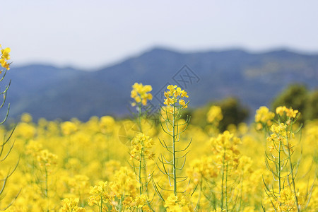 风景郊区的油菜花背景