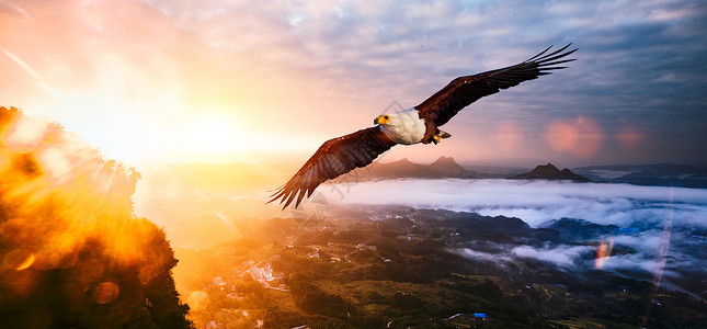 翱翔的老鹰企业文化背景设计图片