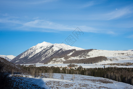 白桦林雪景新疆禾木村冬季雪景美景背景