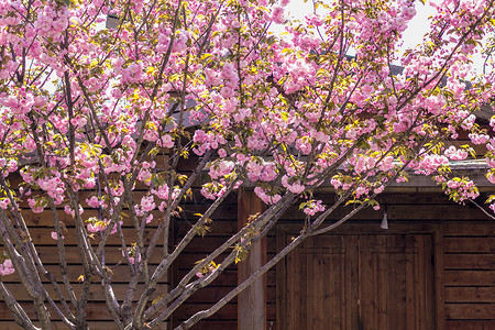 梦幻花朵建筑樱花树旁的小木屋背景