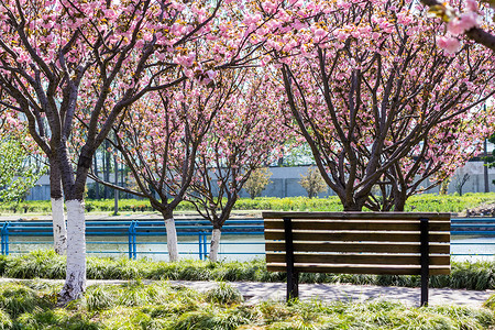 樱花和长椅图片