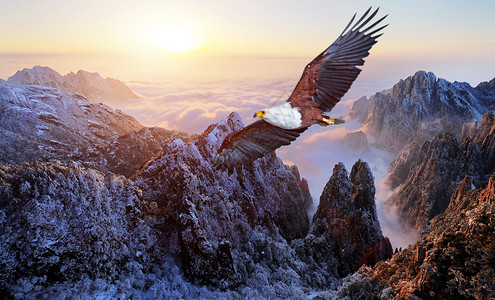 壮丽高山雪岭老鹰起飞设计图片
