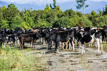 新西兰斑点牛背景图片