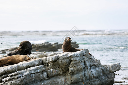 新西兰海边海豹背景图片