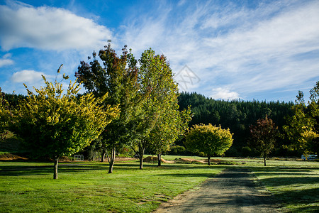 新西兰景色新西兰果园高清图片