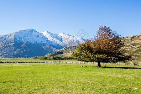 新西兰风光背景图片
