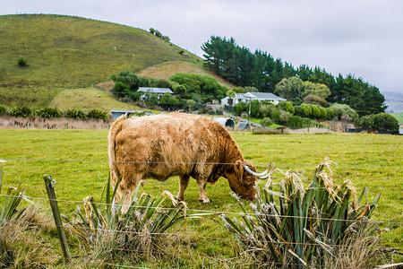 新西兰畜牧业图片