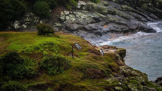 三只企鹅新西兰小企鹅背景