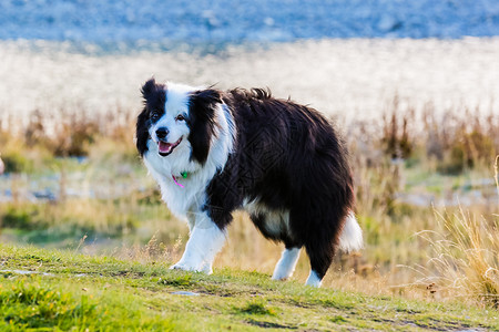 黑白狗素材牧羊犬背景