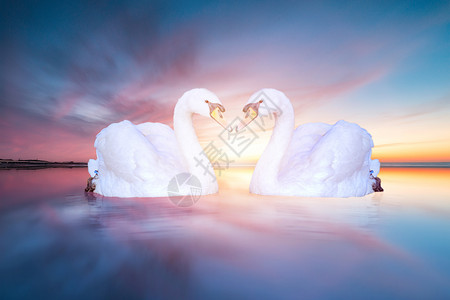 冰特效成双成对的天鹅设计图片