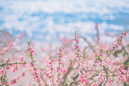 桃花女桃花盛开背景