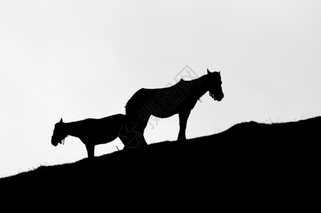 新疆天山牧场骏马剪影背景图片