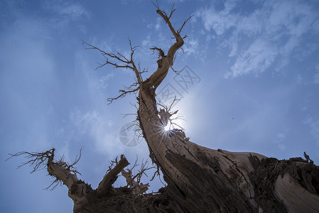 新疆塔克拉玛干沙漠胡杨图片