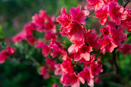 红桎花盛开的杜鹃花背景