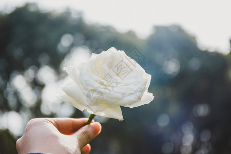 手拿白色玫瑰花高清图片
