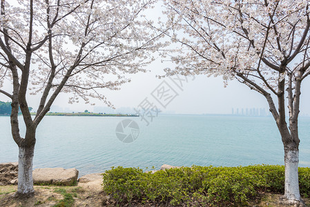 苏州独墅湖春季风光背景图片