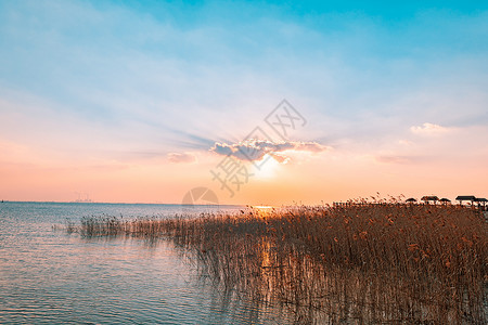 崇明东滩湿地崇明湿地公园背景