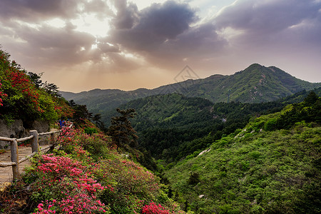 云彩上面武汉云雾山杜鹃花风光背景