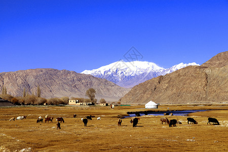 新疆喀什帕米尔高原金草滩湿地深秋图片