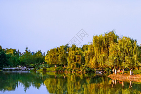 护城河绿柳背景图片