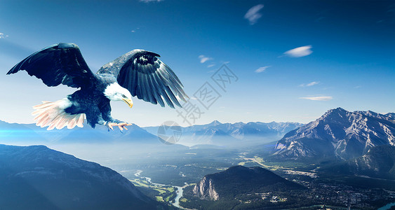 老鹰降落企业文化背景设计图片