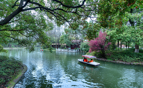自然绿色湖面游船划过春意盎然的湖面 小暑背景