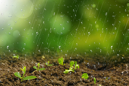 雨水海报雨水背景发芽设计图片