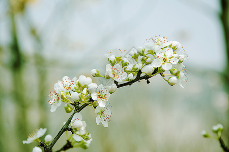 梨花梨花绿色高清图片