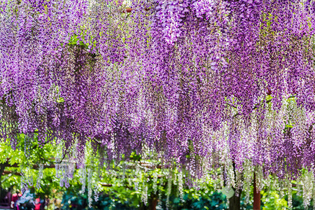 垂吊植物春意紫藤花背景